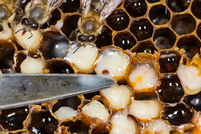 TRATAMIENTOS PARA LAS ABEJAS