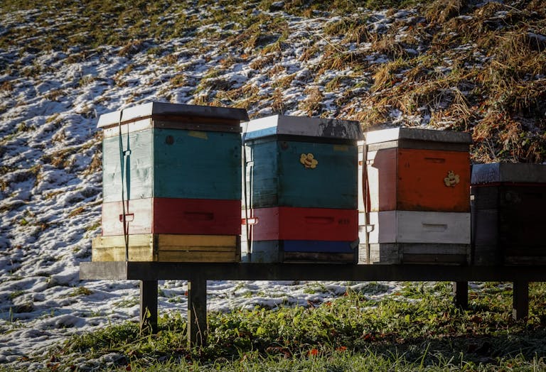 Vibrant beehives standing in a snowy landscape, capturing a serene winter scene.